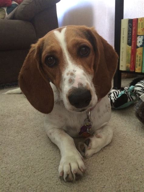 My Dogs: Lucy, the Adorable Beagle/Basset Hound Mix