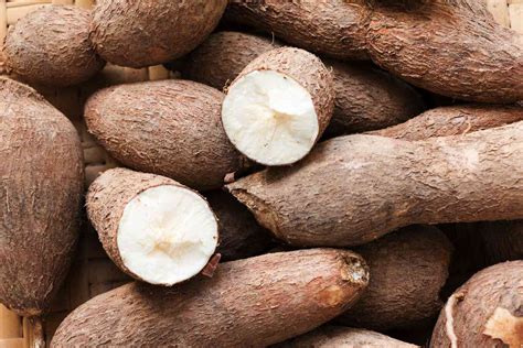 What Is Cassava?