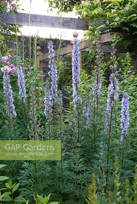 Aconitum 'Stainless ... stock photo by Heather Edwards, Image: 0117703