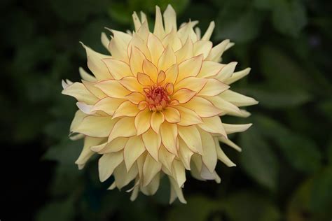 Hart's Bonnie - Under the Sun Flower Company