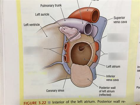 Internal features of the heart: left atrium Diagram | Quizlet