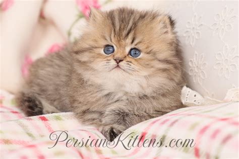 27 Doll Face Persian Kittens ~ Honey ideas in 2025 | persian kittens
