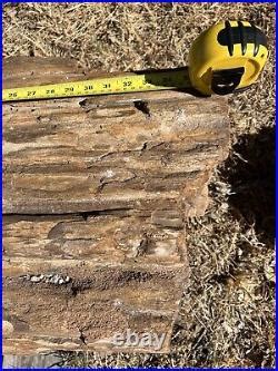 PETRIFIED LOG Large Piece | Petrified Wood Fossil