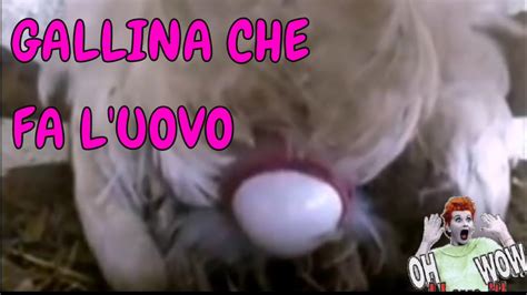 Gallina che fa l'uovo - YouTube