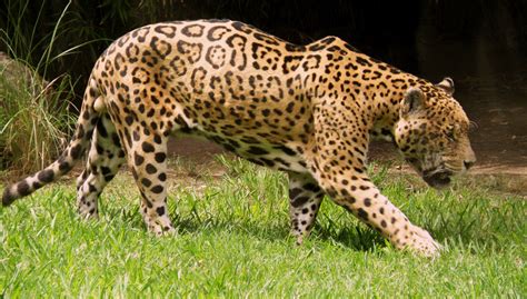 Southern jaguar (Panthera onca palustris) //Genus Panthera onca ...