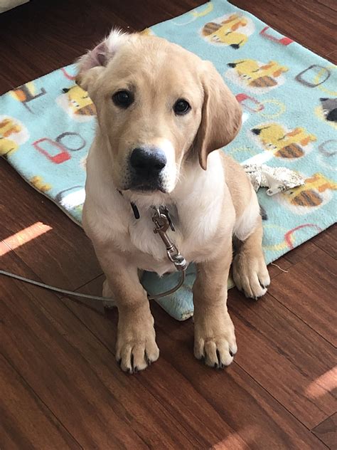 3 Months Labrador Puppy