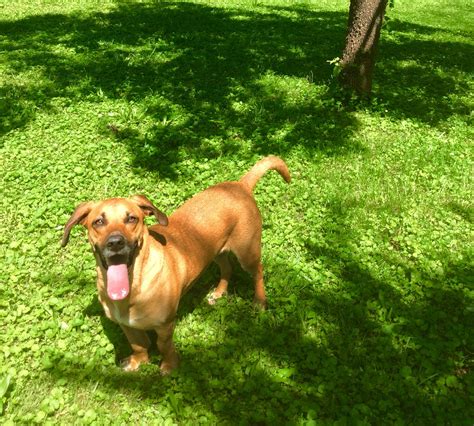 Barkley | Modern Dog magazine