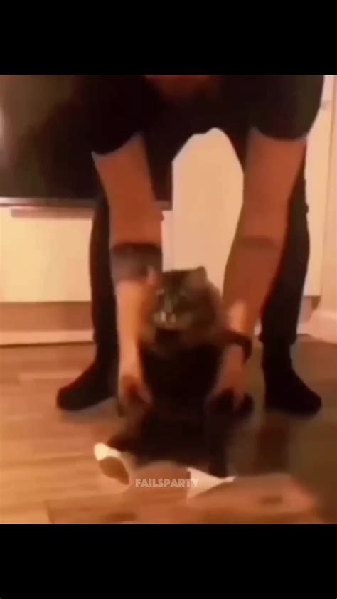 Funny Animals 2025 😂 - Funniest Cats and Dogs Videos 🐶🐱 #shorts