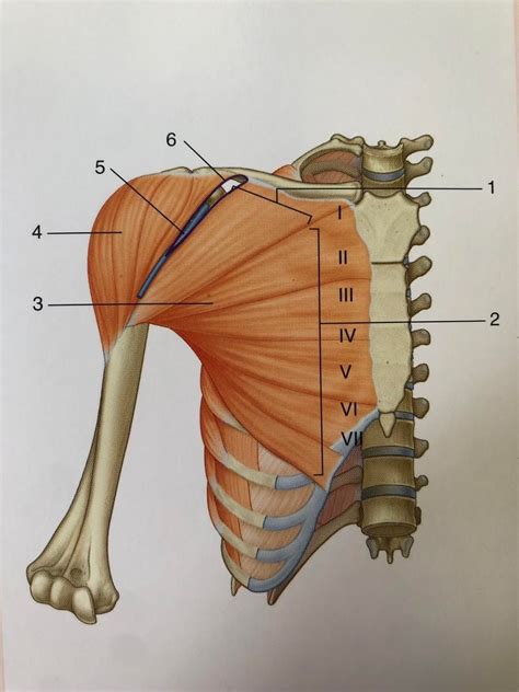 Diagram of Pectoralis major (180) | Quizlet