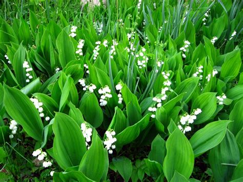 Ландыш майский (Convallaria majalis L.) - лекарственное, ядовитое ...