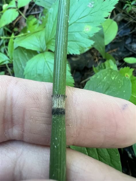 rough horsetail from Таборинский район, Свердловская область, RU on ...