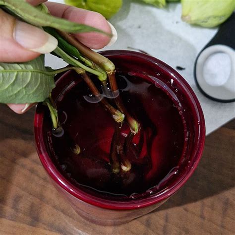 What are Laksa Leaves (Vietnamese Mint, Vietnamese Coriander)?