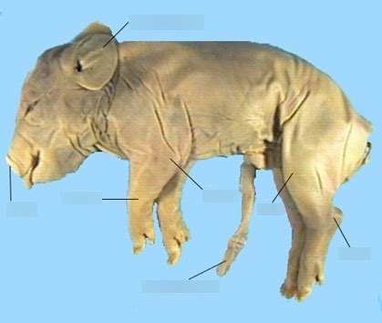 Fetal Pig External Anatomy Diagram | Quizlet
