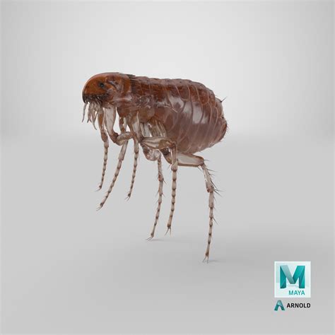 Flea Insect 3D Model $99 - .3ds .blend .c4d .fbx .max .ma .lxo .obj
