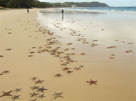 starfish beach HD Wallpaper