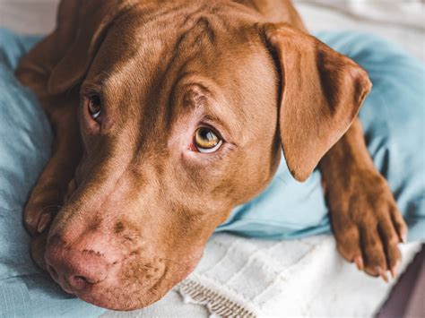 Homemade Instant Pot Dog Food Pups Love » Life With A Splash Of Color
