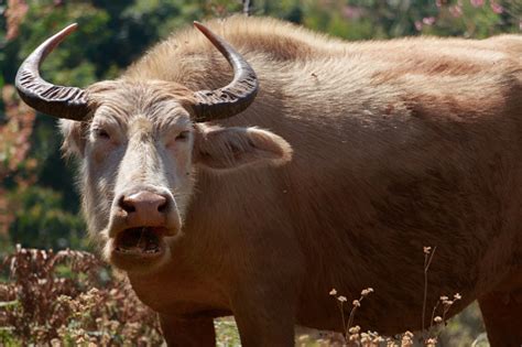 Buffalo Feeding On Grass Field Stock Photo - Download Image Now ...