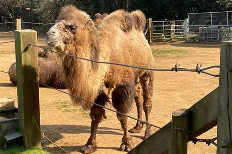 Leopards, lemurs and camels: The exotic animals being kept on private ...