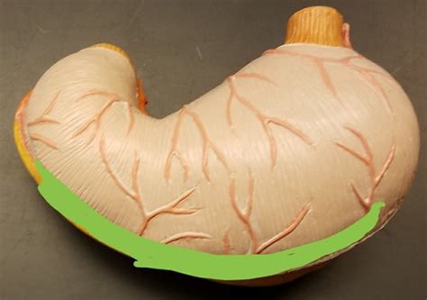 gut tube anatomy flashcards quizlet