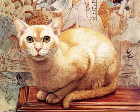 Нарисованные коты (80 картинок)