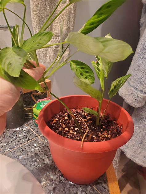 Who is shannon boykin and why is she so famous in this city 34