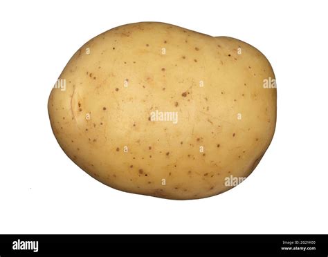 white potato   plain white background stock photo alamy