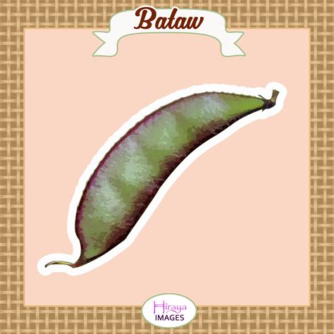 Bataw Hyacinth Bean Digital Illustration