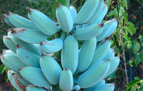 Blue Java Bananas: Everything You Need To Know About This Magical Fruit ...