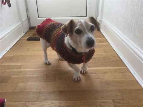 Dog coat | Dog coats, Dogs, Corgi