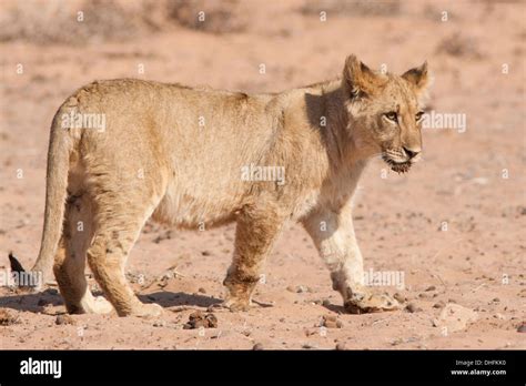 African lion cub in the Kalahari desert Stock Photo - Alamy