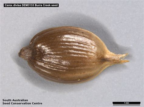 Carex divisa