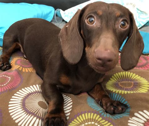 Dachshund | Dachshund, Dachshund puppy, Puppies