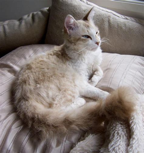 a white cat laying on top of a bed next to a pillow and blanket with ...
