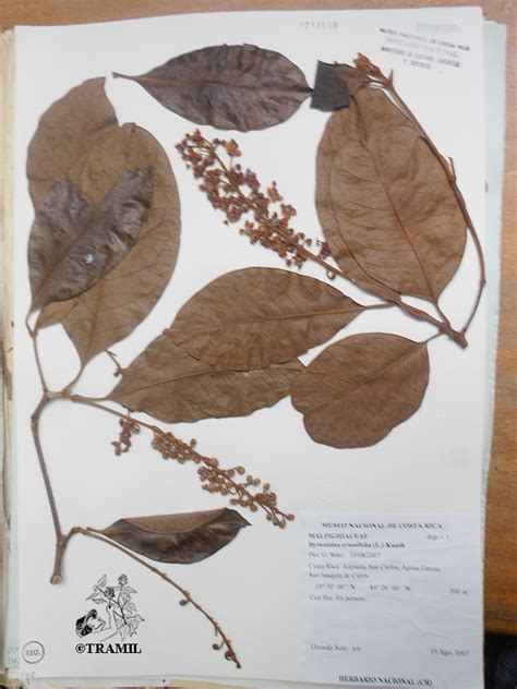 byrsonima crassifolia tramil