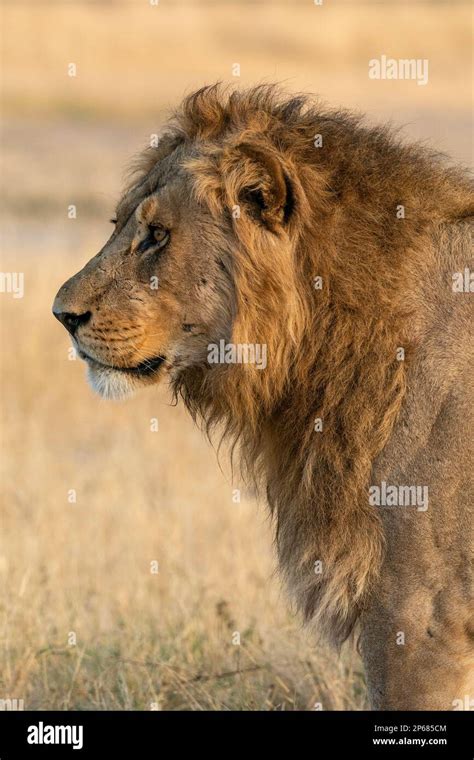 lion panthera leo savuti chobe national park botswana africa