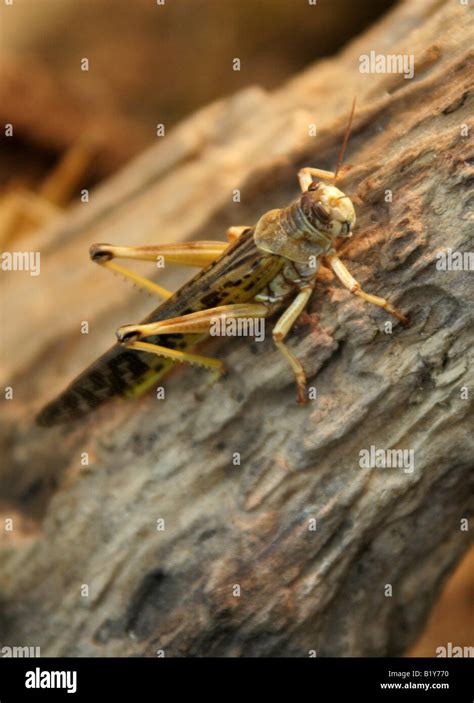 Schistocerca gregaria hi-res stock photography and images - Alamy