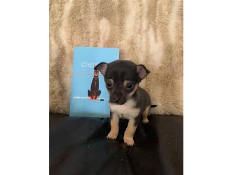 2 miniature chihuahua puppies for sale Frisco - Puppies for Sale Near Me