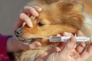 how to syringe feed a dog