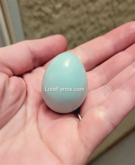 Celadon Coturnix Quail Fertile Hatching Eggs 100% True Blue