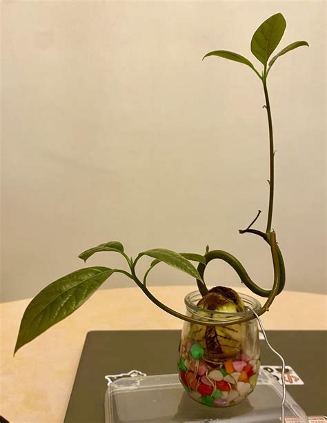avocado tree bonsai 7