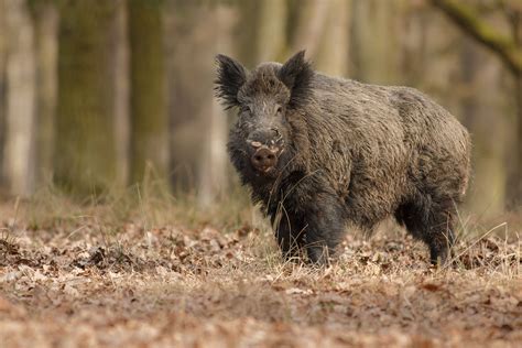 Hybrid ‘super pigs’ are invading the US after running wild in Canada