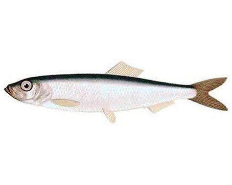 Салака - читайте на Сatcher.fish