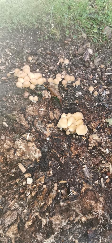 Popping up near my house, any idea what they are? : r/mycology