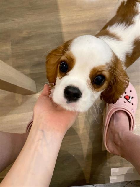 Кавалер Кинг Чарльз Спаниель | Cavalier king charles spaniel, Pet ...
