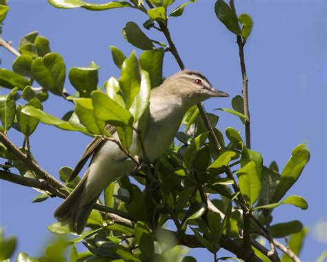 Pictures and information on Red-eyed Vireo