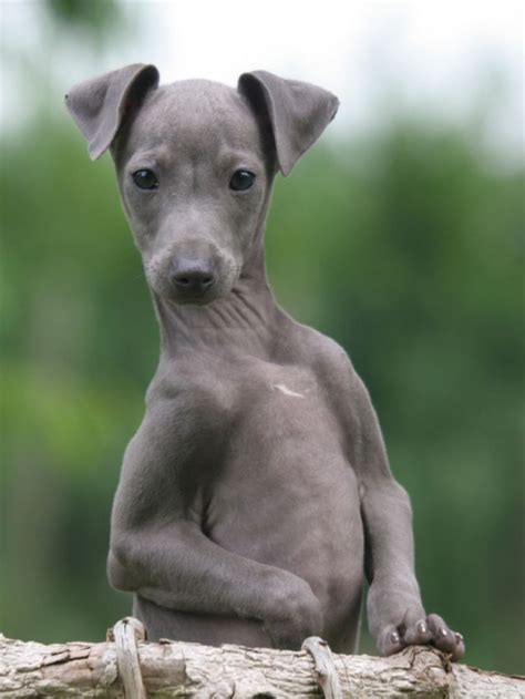Italian Greyhound – Fast, Smart And Stubborn Tiny Dog | Grey hound dog, Italian greyhound dog