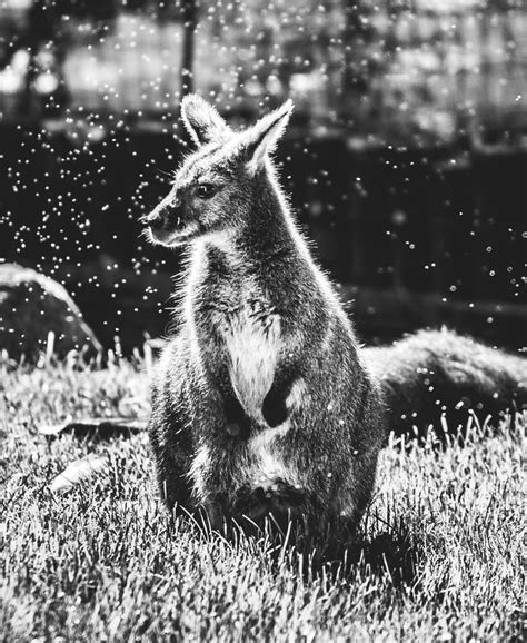 Wallaby stock photo. Image of animal, nature, australian - 87731824