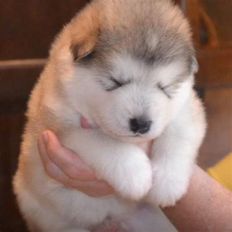 Fluffy Husky Puppy