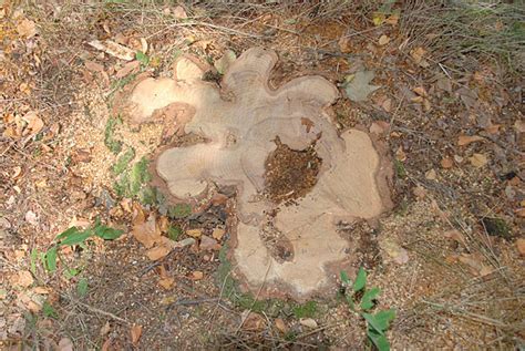 gambar background konar vektor  file psd   gratis pngtree