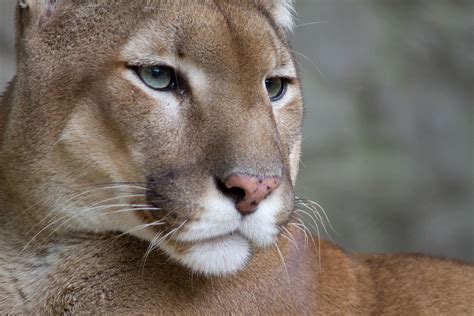 puma habitat     characteristics